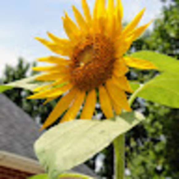 Meet your Posher, Envision - Picture 1 of 1